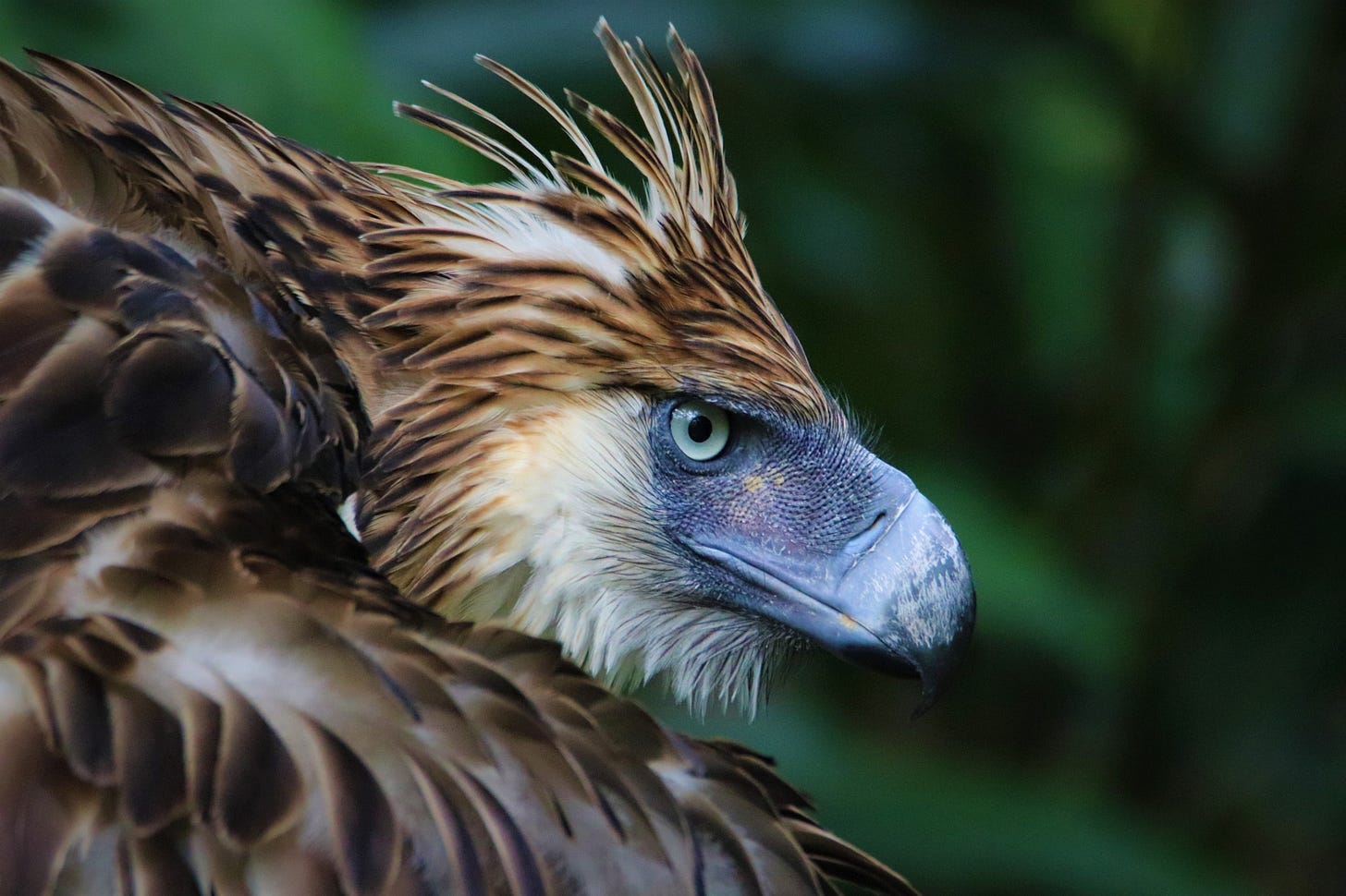 Philippine Eagle Foundation | Official Website