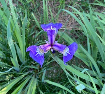 A bright purple wild iris photographed from above. The wildflower is surrounded by thick blades of grass and sedges.