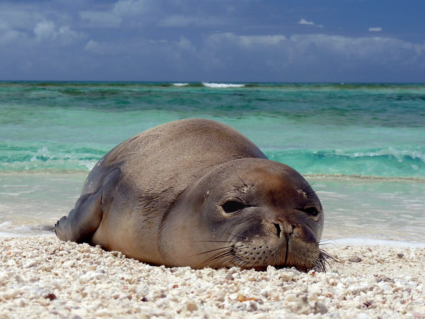 File:Hawaiian monk seal at French Frigate Shoals 07.jpg - Wikimedia Commons