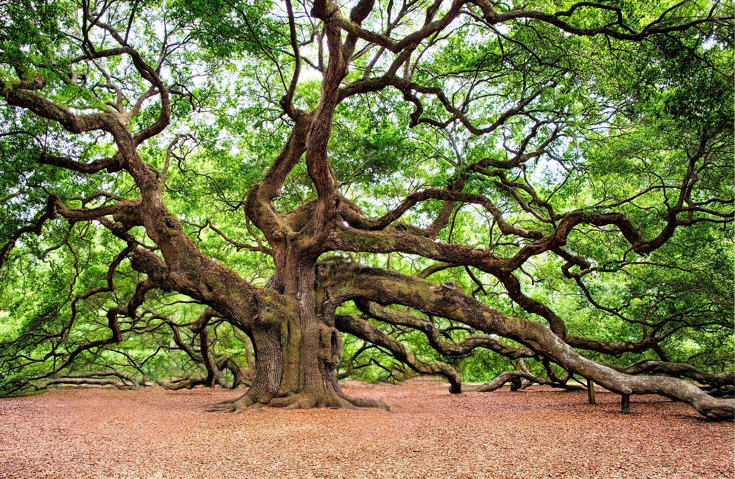 Oak trees: 10 things you didn&#39;t know