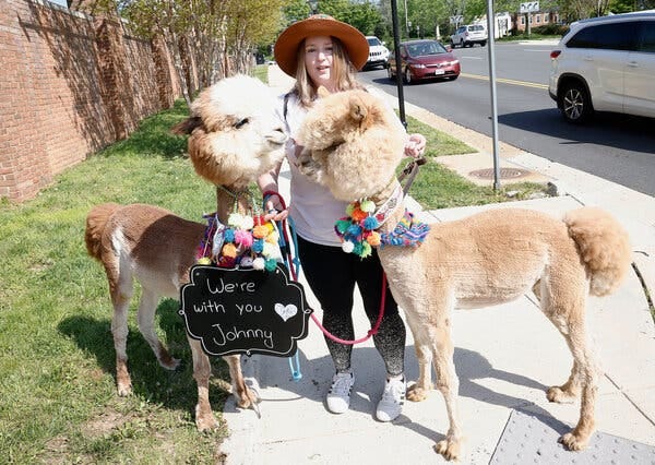 At the Fairfax County Courthouse in Virginia, where the defamation trial between Johnny Depp and Amber Heard is under way, fans have showed up to support Mr. Depp with signs, costumes and, in one case, a pair of alpacas.