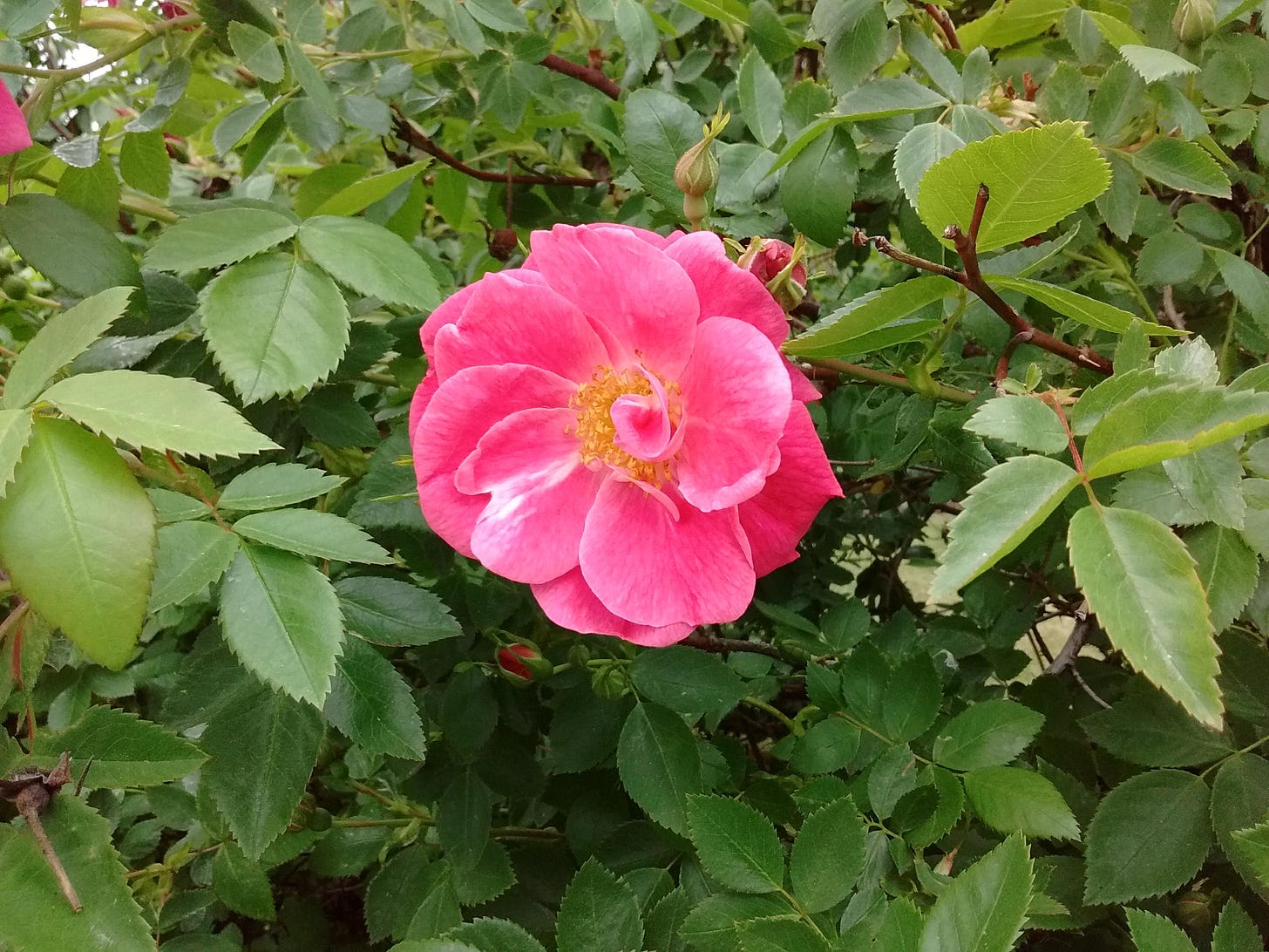 Pink wild rose against green foliage.
