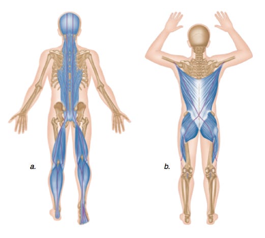 The Posterior Chain | Fitness Lab | Anatomy, Massage, Massage therapy