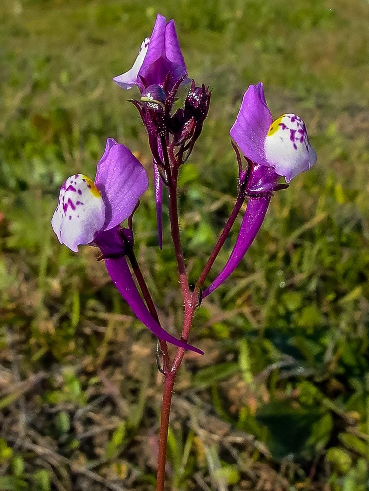 Linaria algarviana 