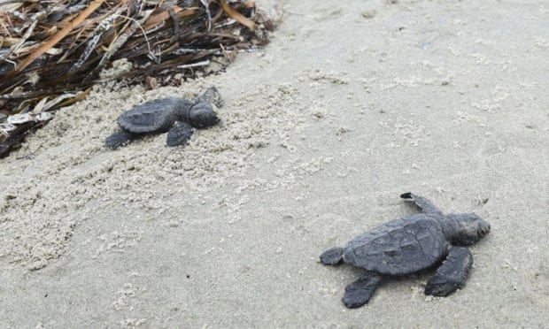 In the second half of the 20th century, the population of the Kemp’s ridley turtle dropped drastically, reaching a low of only several hundred females.