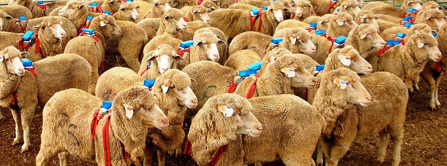 How Does The Sheep Herd Mentality Work? — Steemit