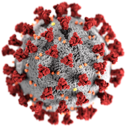 Covid-19 virus. Source wikipedia