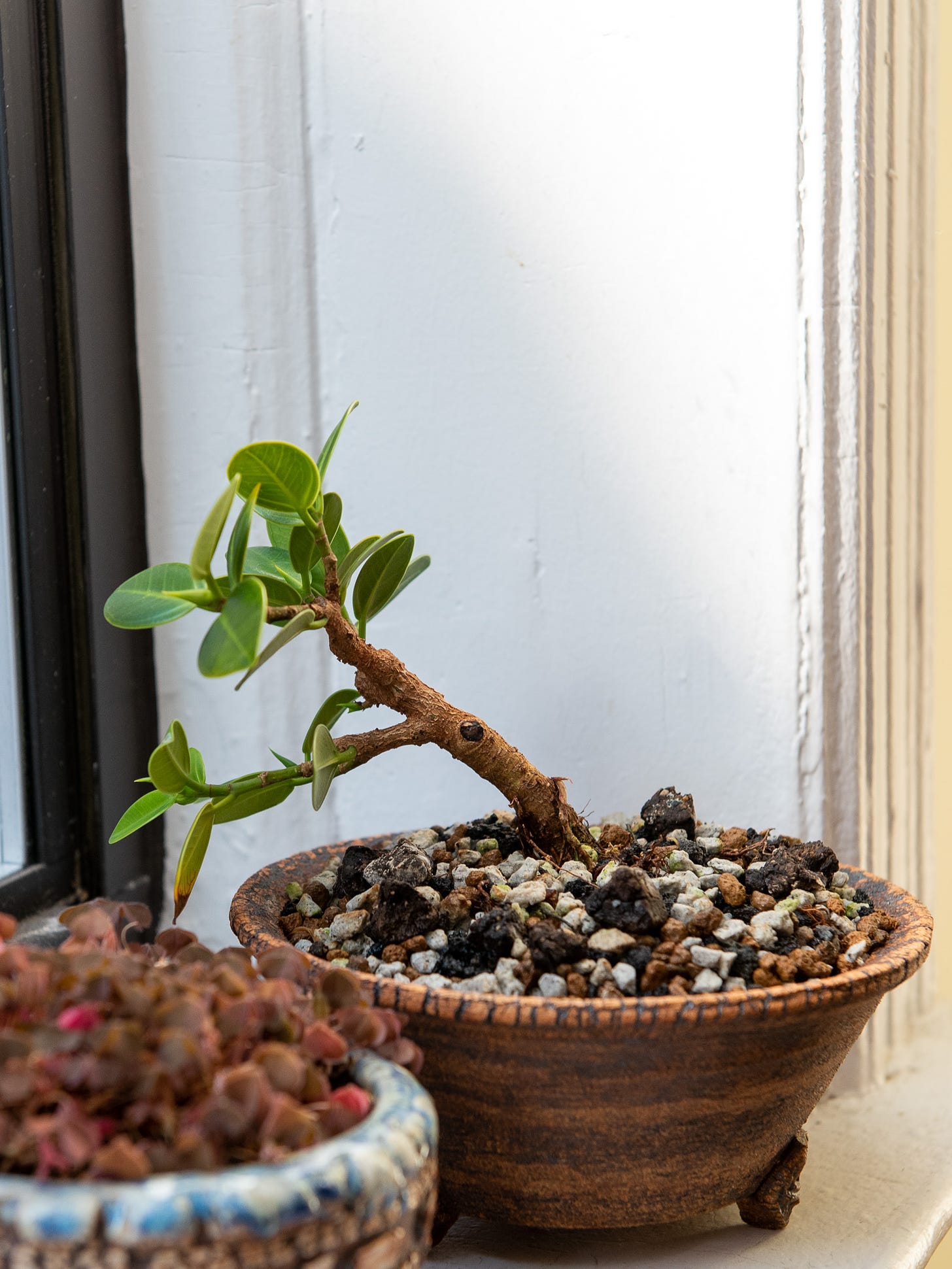 ID: Photo of small slanting ficus tree on windowsill in a conical brown bonsai pot with a rough texture.