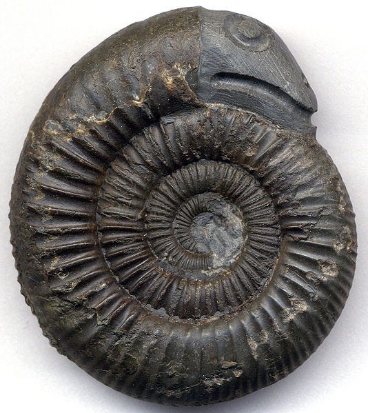  A spiral fossil with the outer end carved as a snake's head