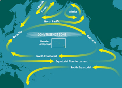 Map showing large-scale looping water movements within the Pacific. One circle west to Australia, then south and back to Latin America. Further north, water moves east to Central America, and then joins a larger movement further north, which loops south, west, north, and east between North America and Japan. Two smaller loops circle in the eastern and central North Pacific.