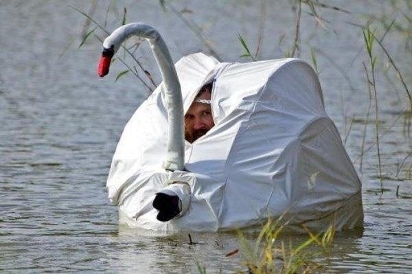 He swan very sneaky photographer: funny