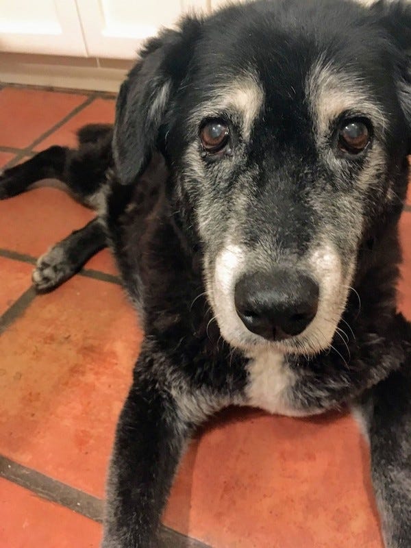 Sage, who belongs to loyal reader Anne, reminds you to take care of yourself. Want your pet to appear in The Highlighter? hltr.co/pets