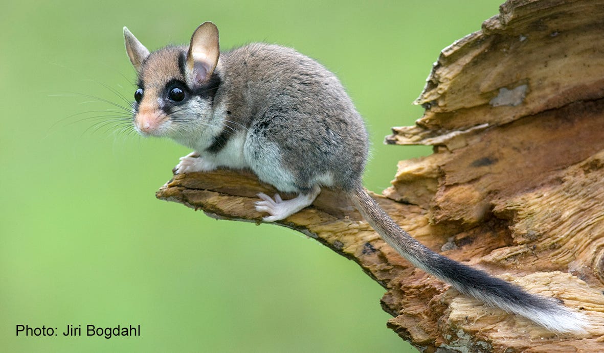 In search of the Garden dormouse in Germany – Discover the mammals of Europe