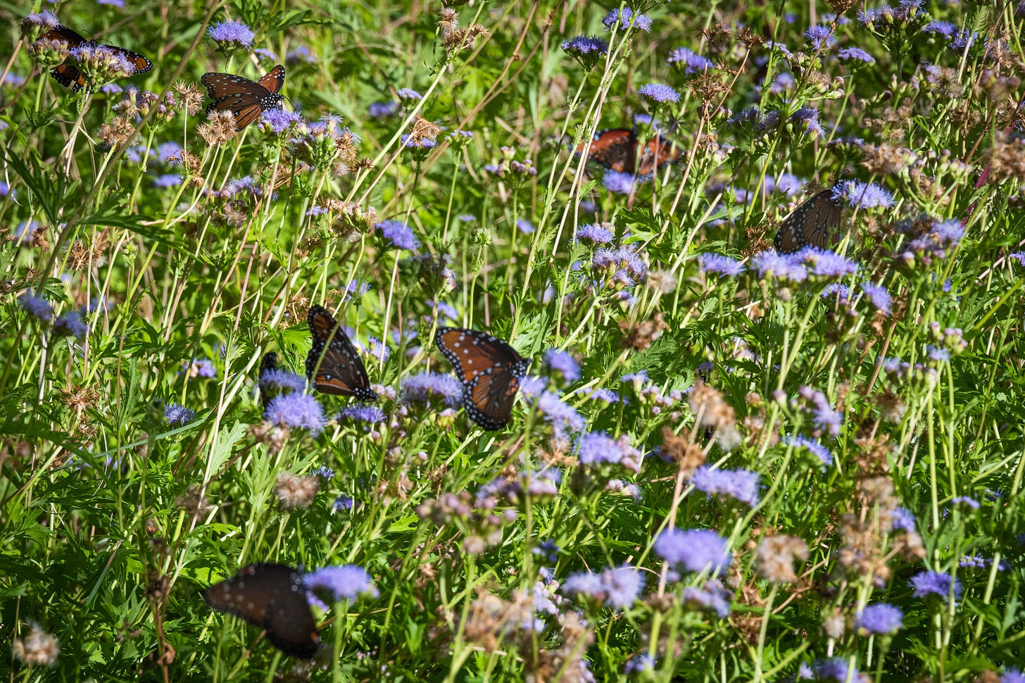 A garden of blue wildflowers with butterflies
