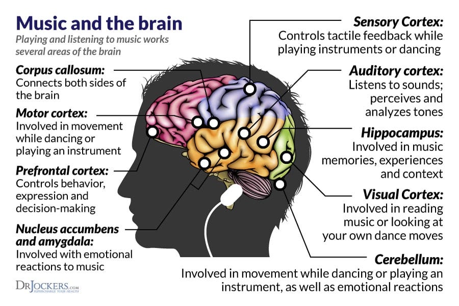 A detailed guide to the parts of the brain affected by music