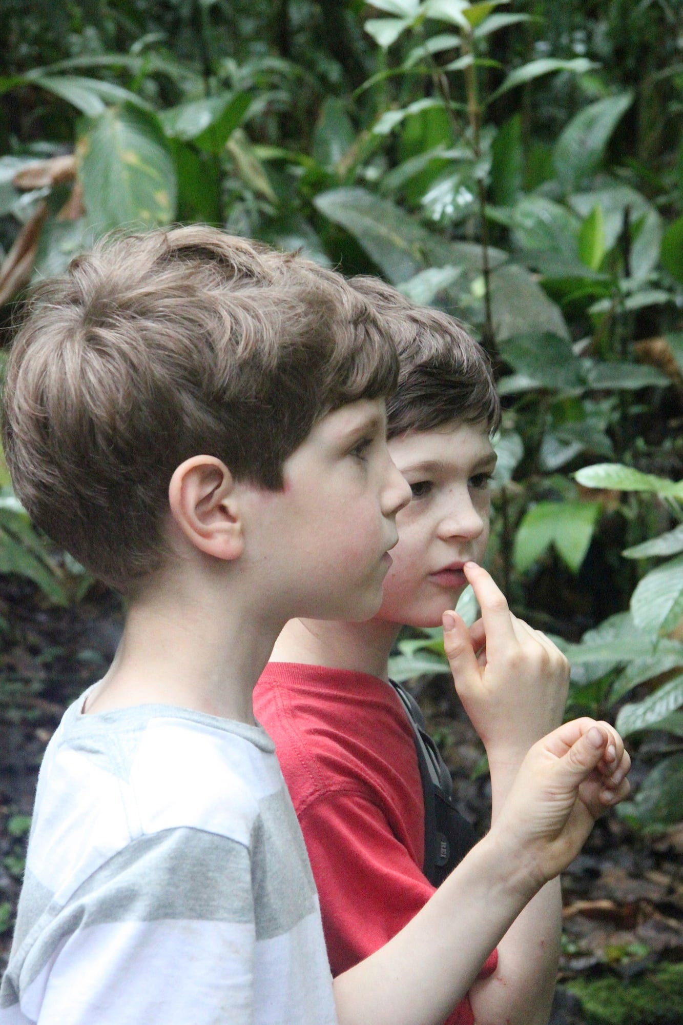 Toby & Zack Weinstein (then 7 & 9 years old), in the Amazon, tasting lemon ants.
