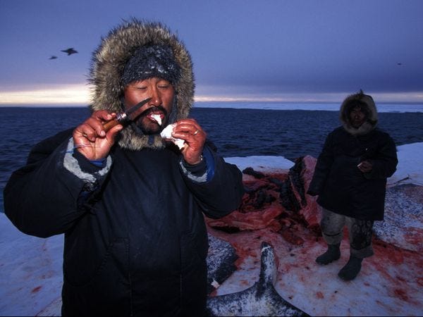 inuit-man-eating-narwhal_11954_600x450