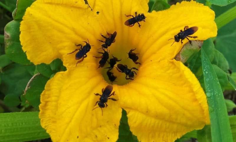 Image of tiny bees on yellow flower.