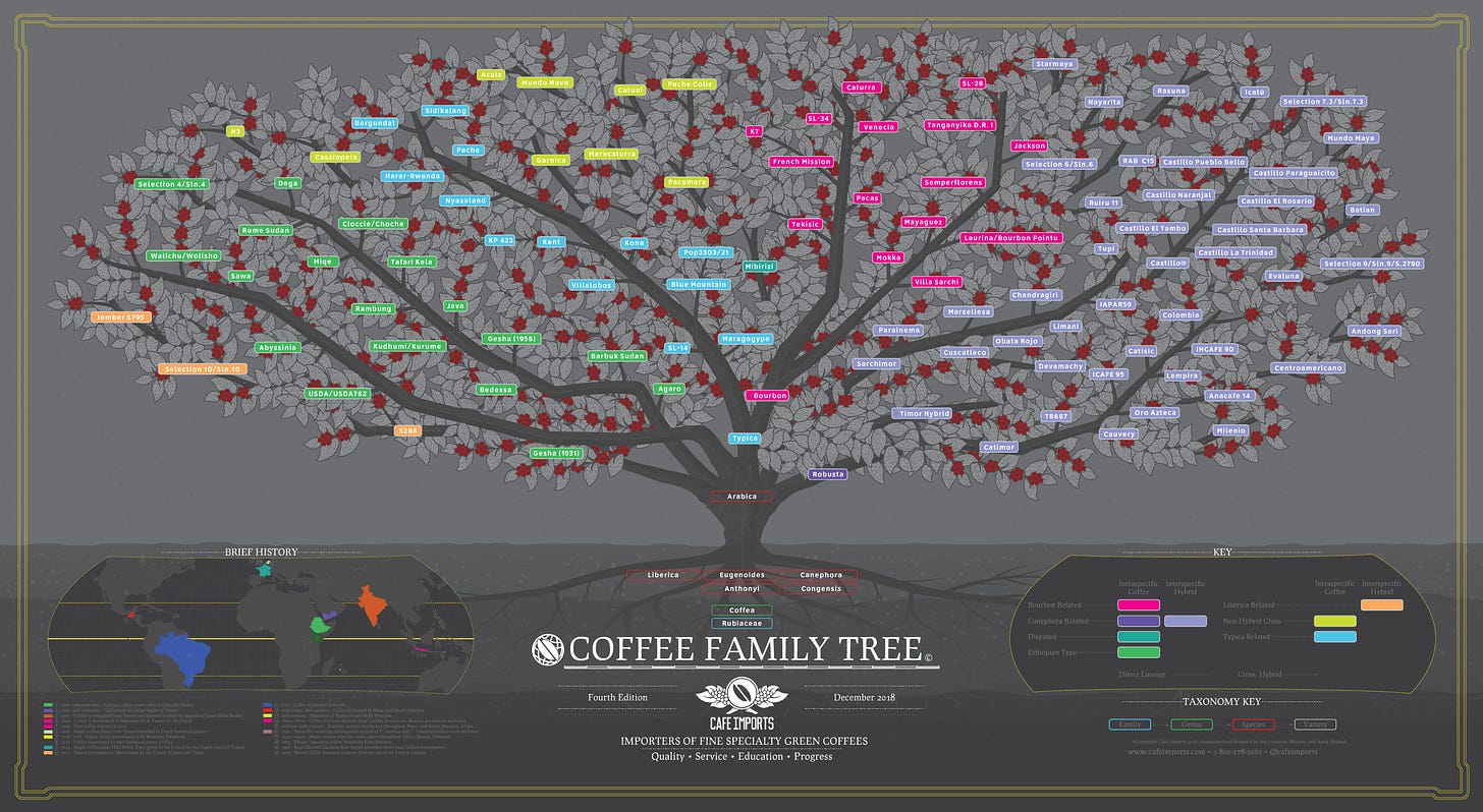 An illustrated coffee plant family tree.