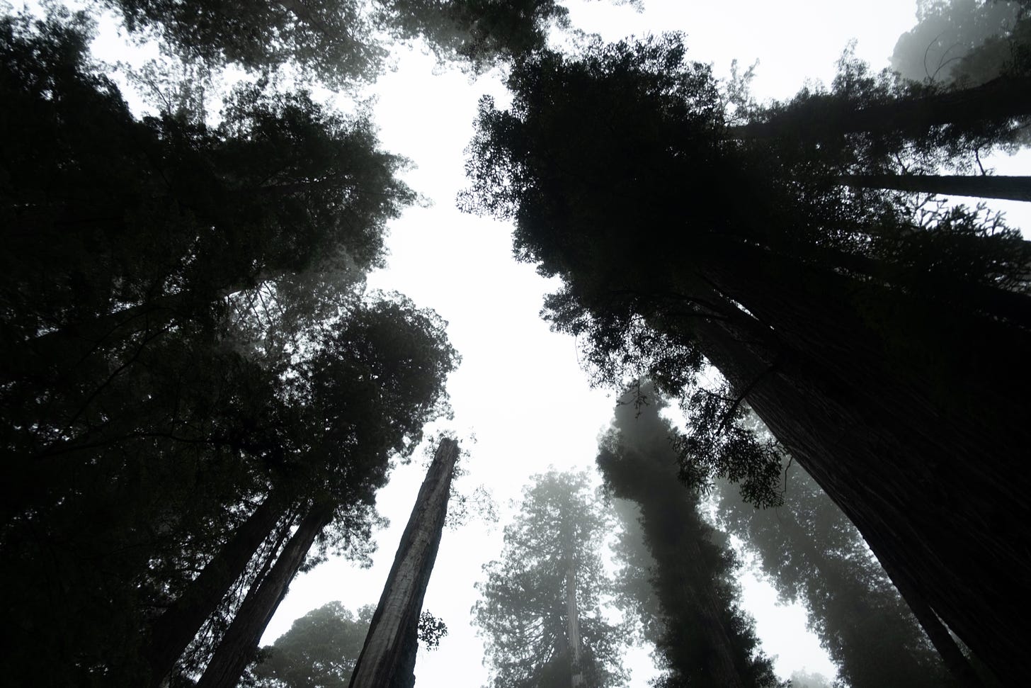 Looking up, tall redwoods stretch toward misty March skies. 