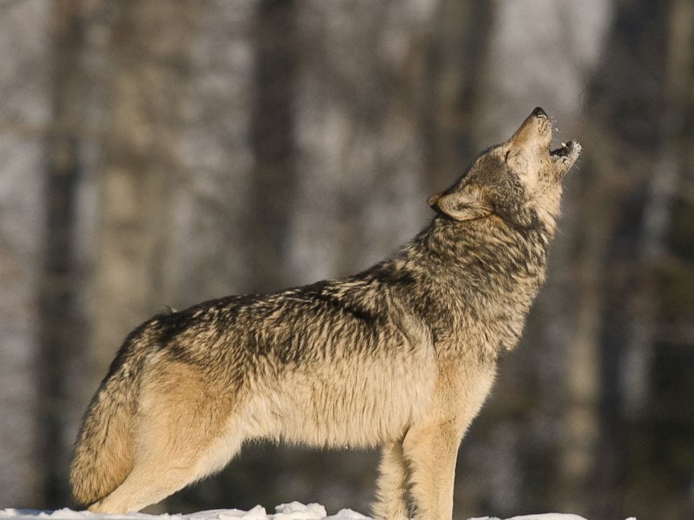 Why do Wolves Howl? Love, Scientists Say - ABC News