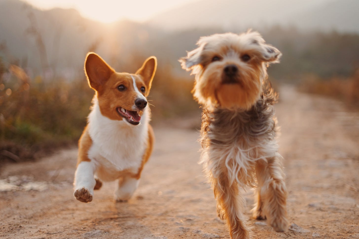 Two dogs running on a dirt road

Description automatically generated with low confidence