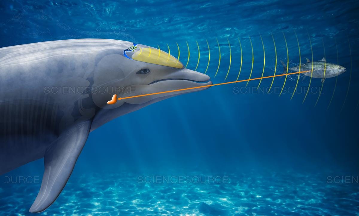 Science Source Stock Photo - Dolphin echolocation, illustration