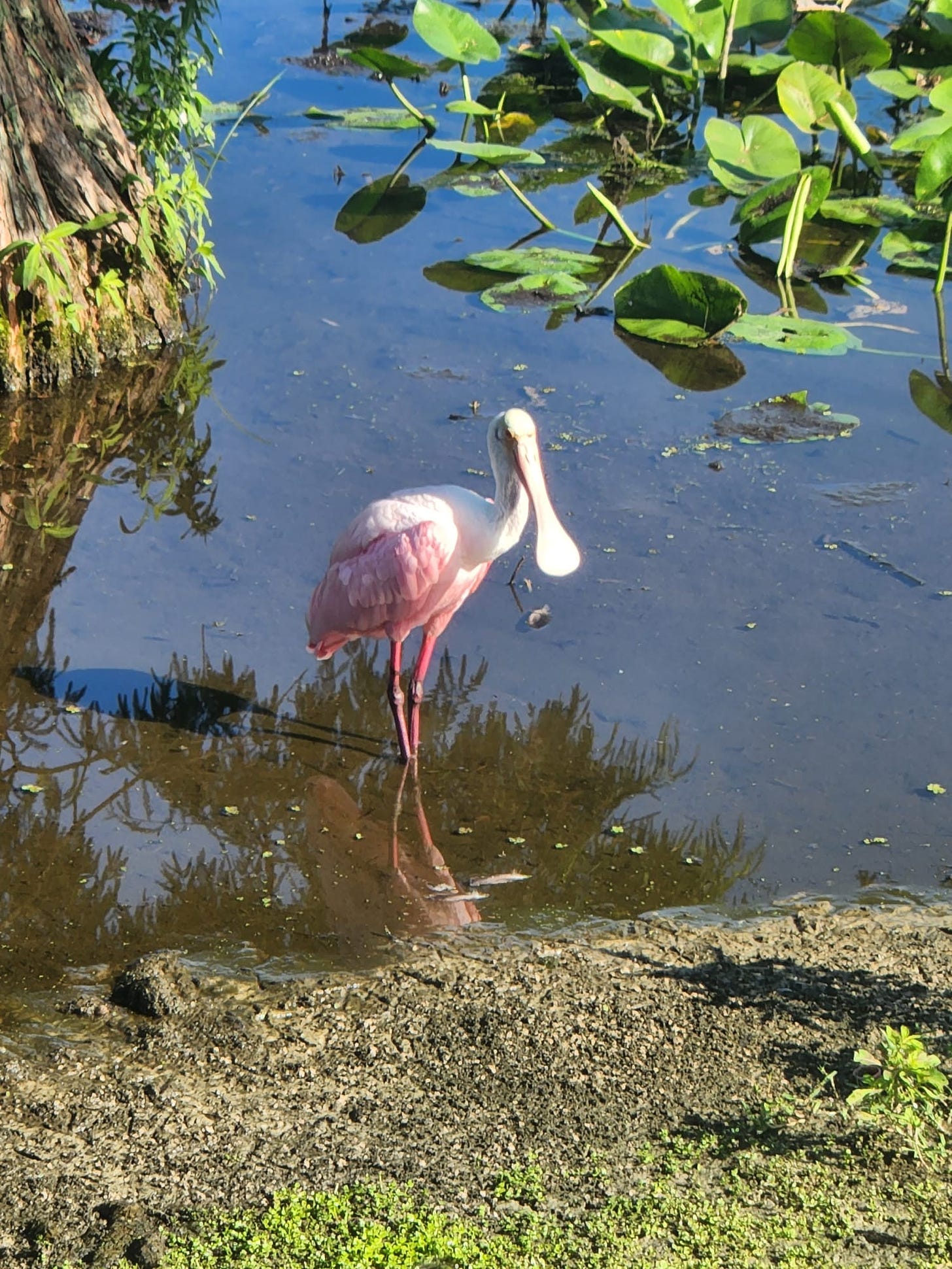 picture of roseate spoonbill