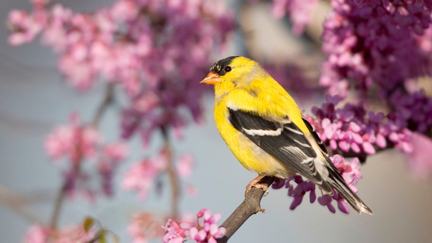 American Goldfinch Identification - Breeding Male