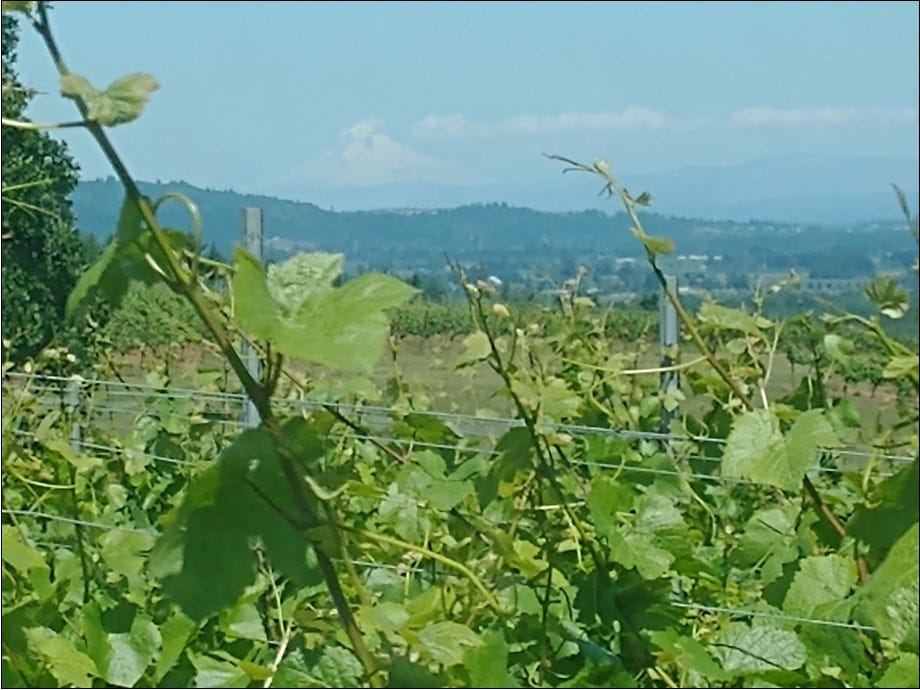 Mount Hood keeping a watch on the growing vines.