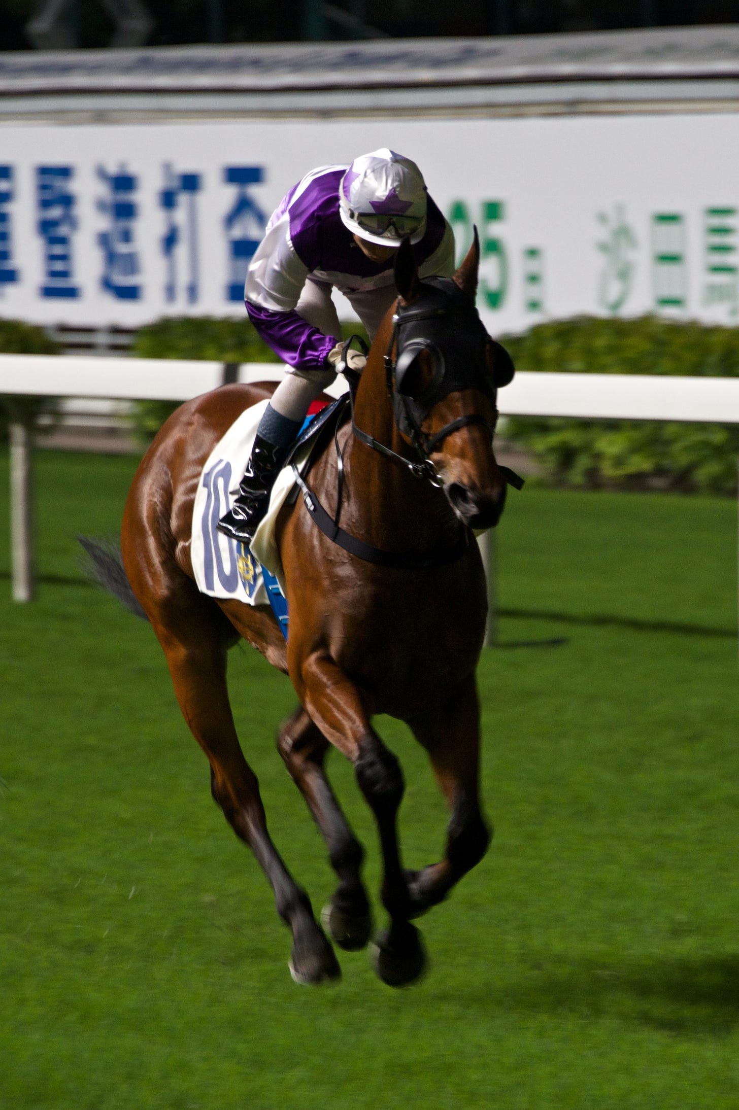 Jockey in purple and white riding racehorse