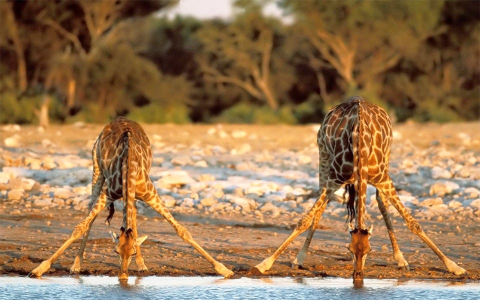 two giraffes drinking water photo | One Big Photo