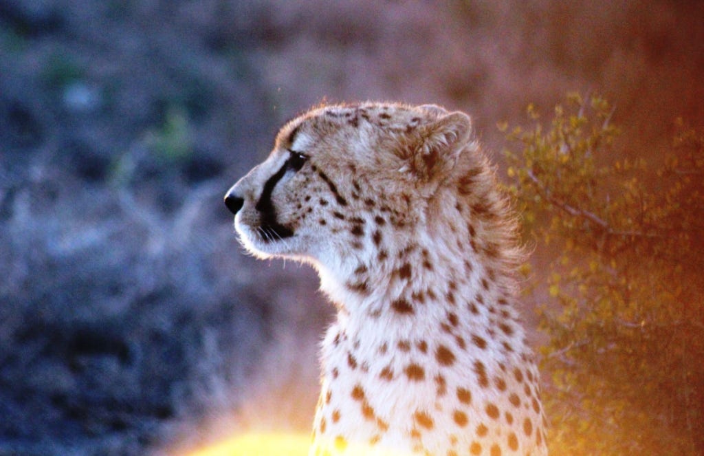 Profile of cheetah headshot