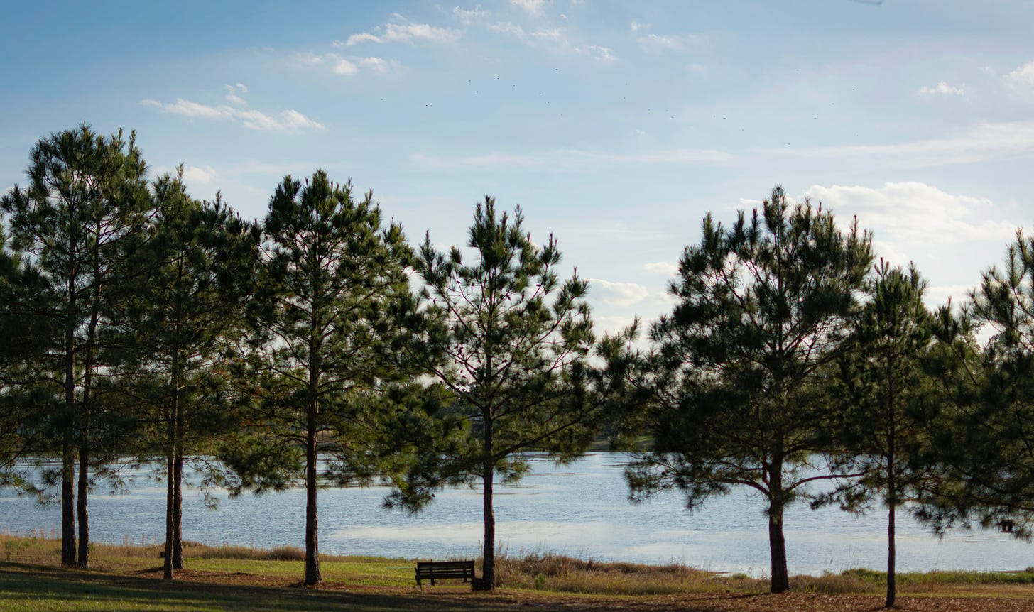 A stand of pine trees on the lake shore with blue skies and whispy white clouds above.