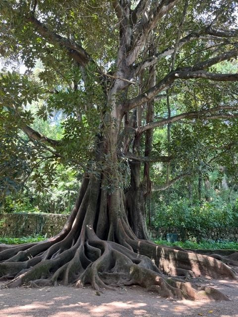 Giant Ficus Macrophylla, commonly known as the Moreton Bay fig or Australian banyan in Jardins da Quinta das Lagrimas