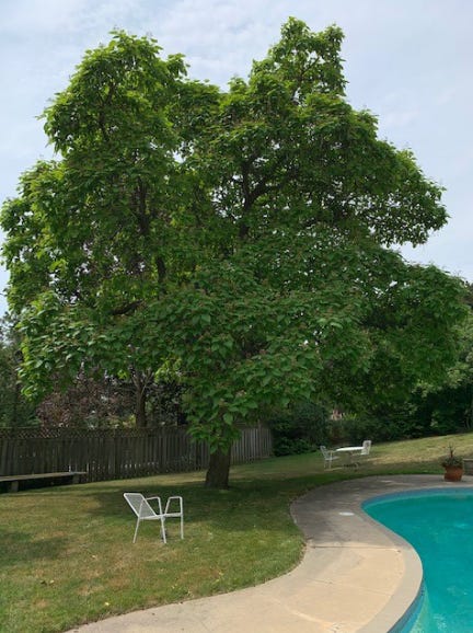 A large catalpa tree in a backyard near a swimming pool.