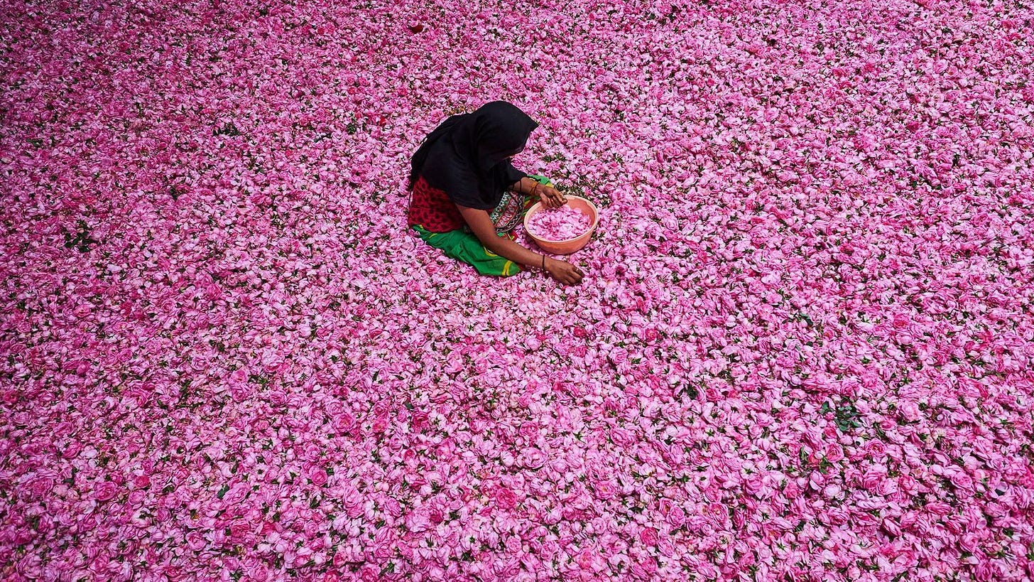 A young woman plucks petals from a heap of roses at a sorting center in Kannauj, ...