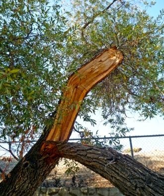 Hanging, broken tree branch