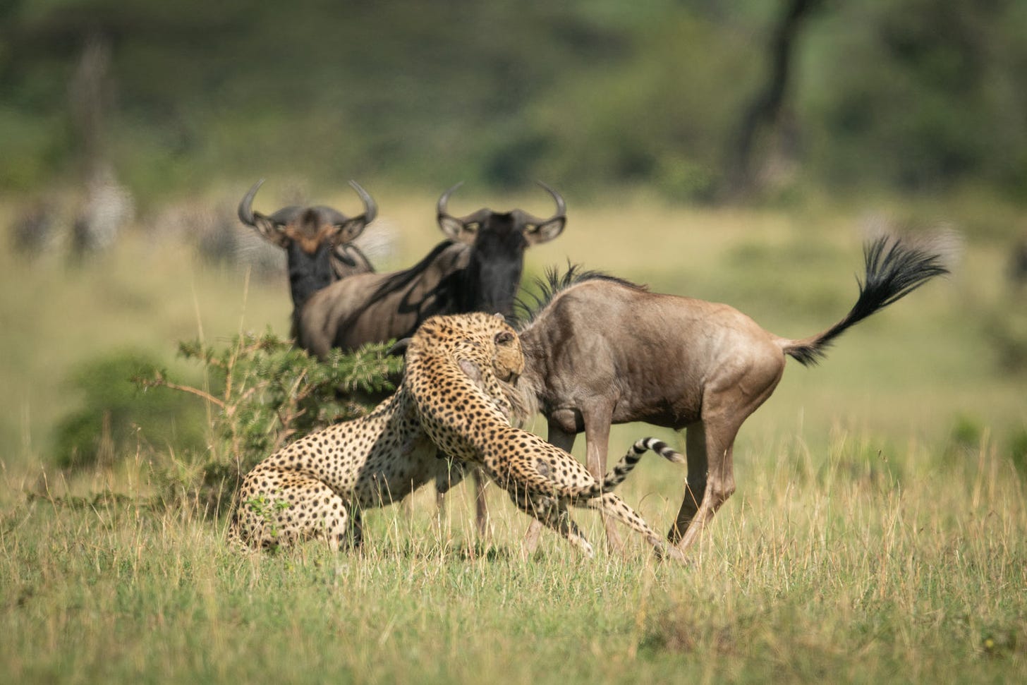 Blue wildebeest watch two cheetah catch another.jpg