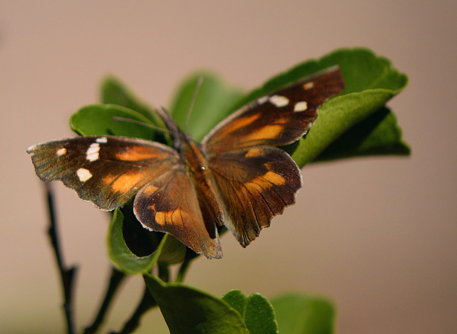 snout butterfly with outspread wings