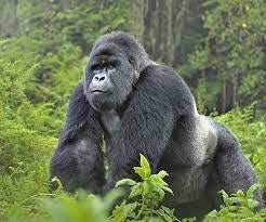 In praise of the silverback - much more than just brute strength - The  Gorilla Organization