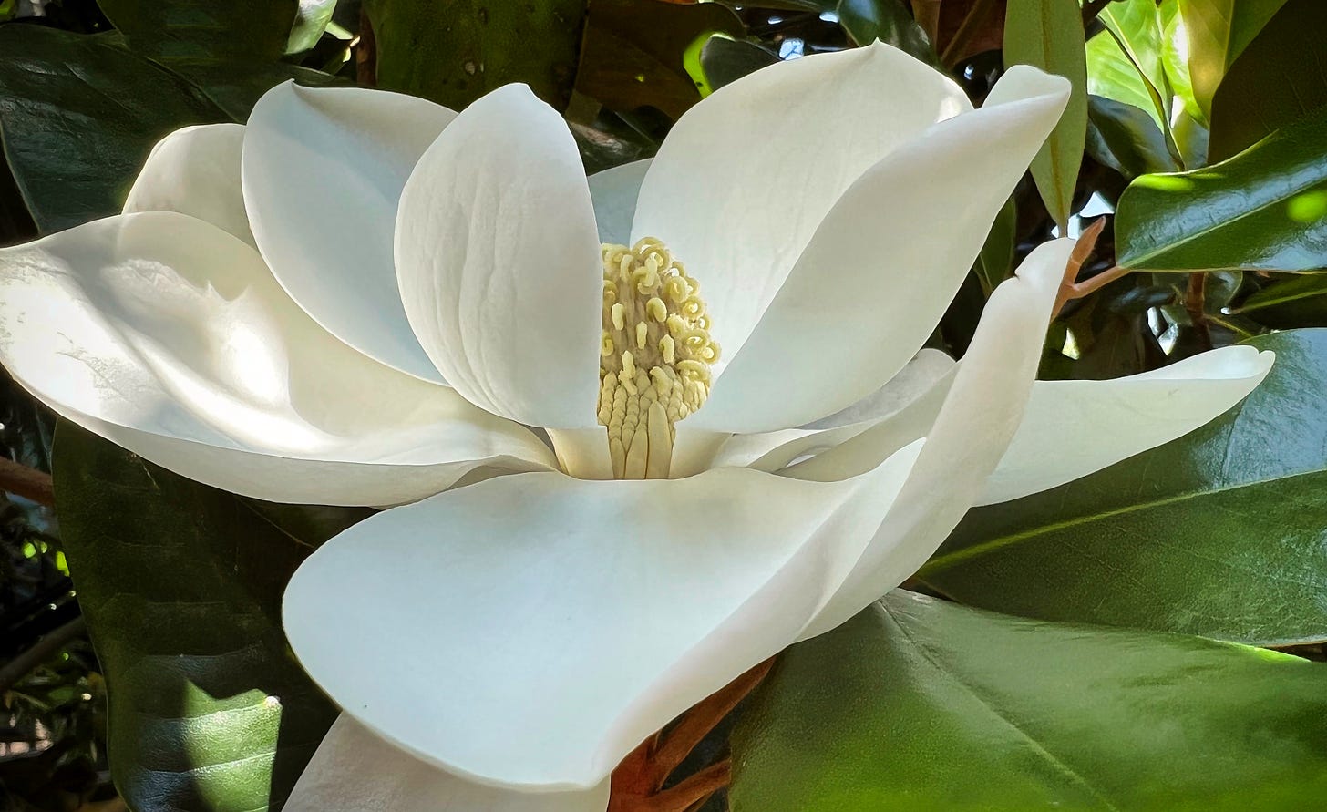 a single white Southern Magnolia blossom against its waxy green leaves