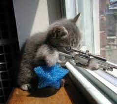 War Kitten, Armed and Ballistic