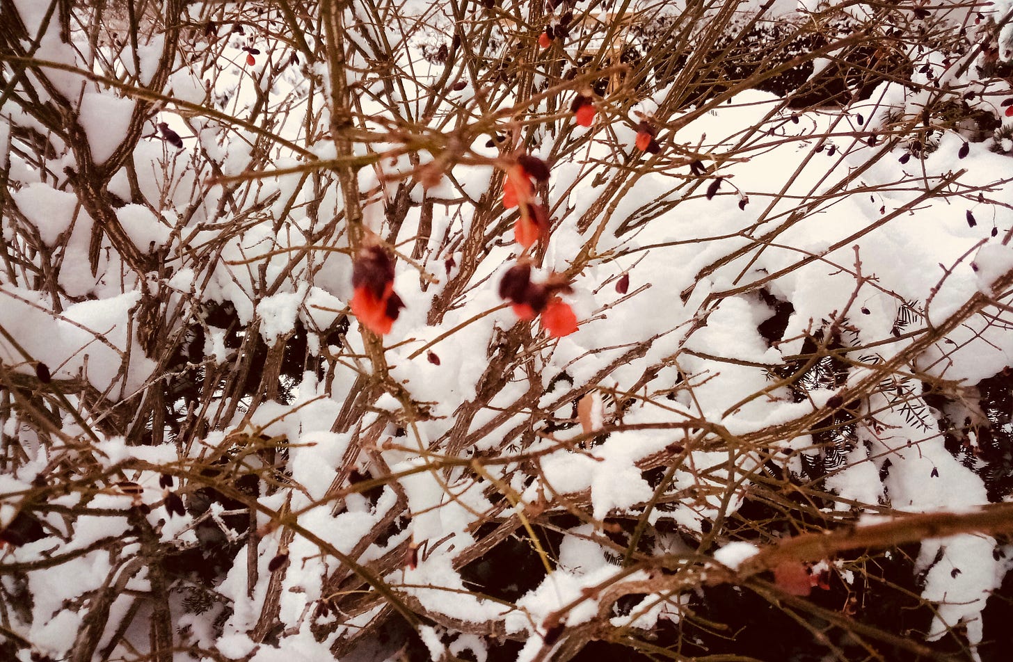 Red berries on a snow-covered branch