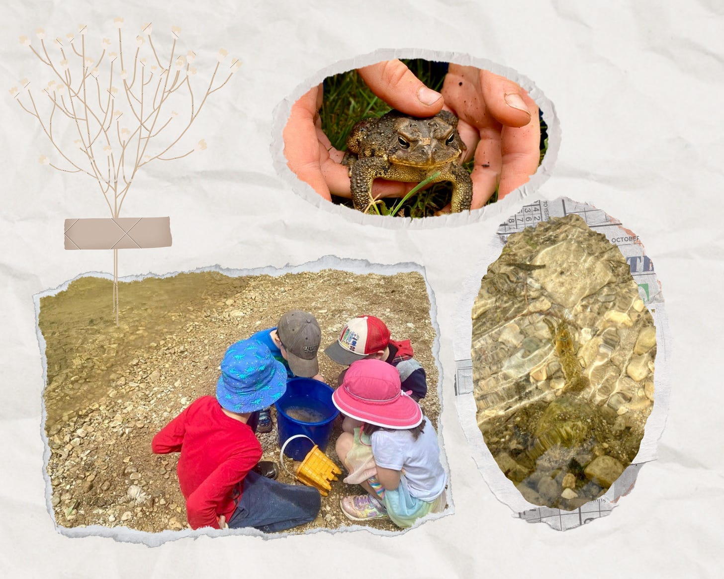 collage: photo 1 of hands holding American toad; photo 2 of children looking at a bucket with fish in it; photo 3 of a crayfish on creekbed