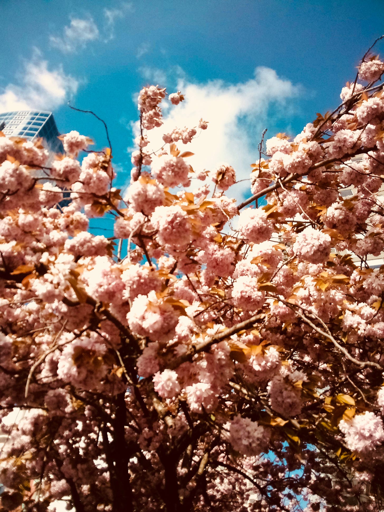 Cherry blossoms and a city skyscraper