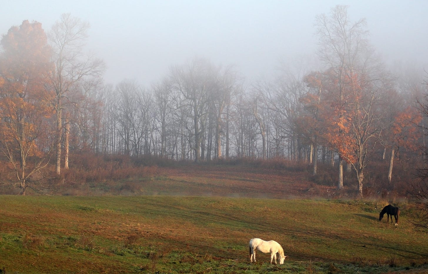 Fog Among the Horses