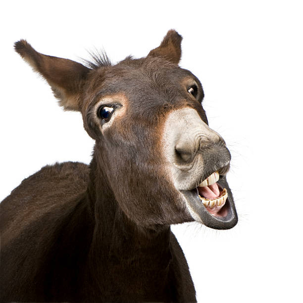 558 Donkey Teeth Stock Photos, Pictures & Royalty-Free Images - iStock