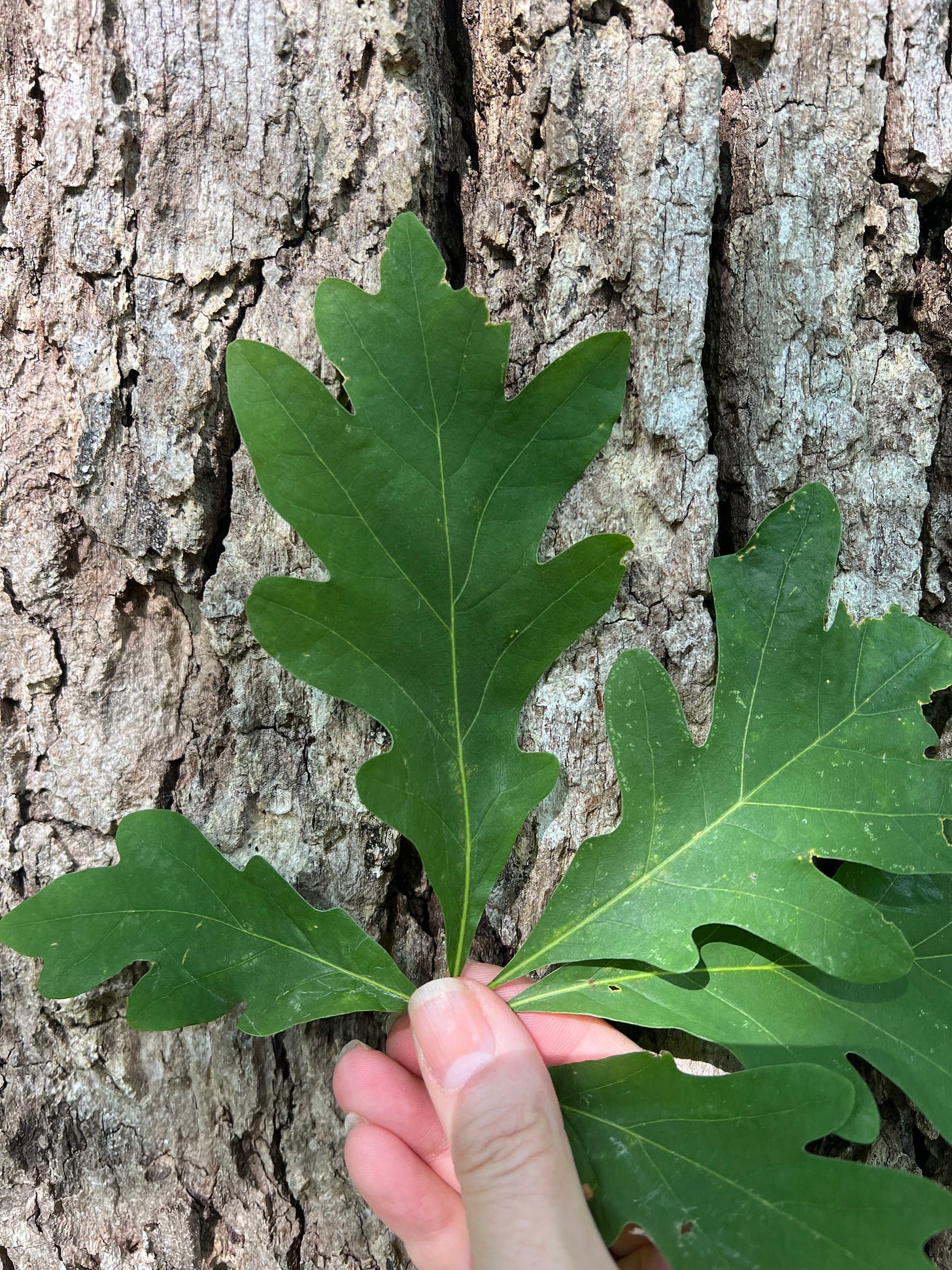 green leaf with rounded lobes against ash-gray bark, 