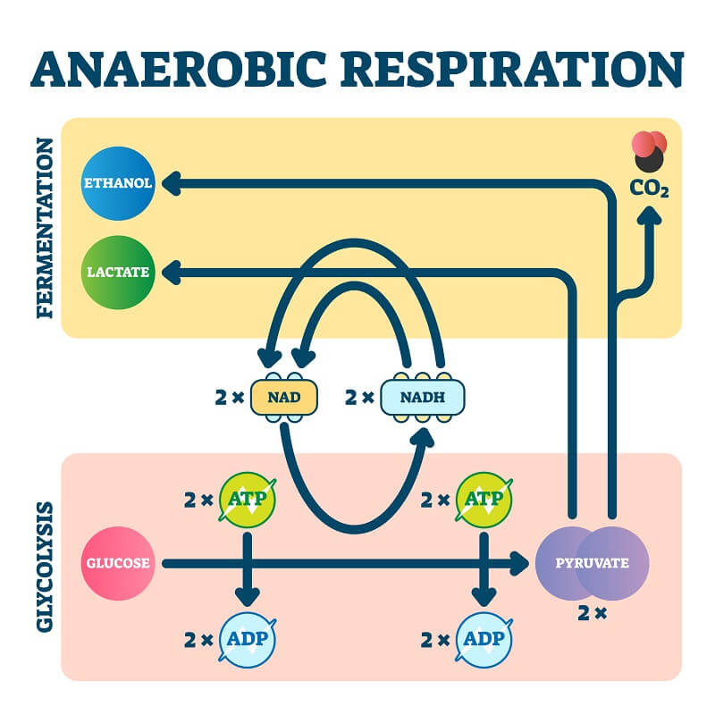 Anaerobic Respiration: The Definitive Guide | Biology Dictionary